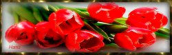 Букет красных тюльпанов -символ весны и любви
