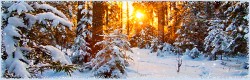 Солнышко в зимнем лесу